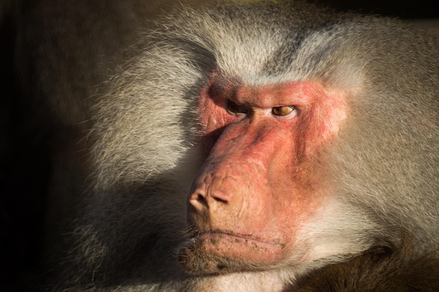 Free Baboon Nature photo and picture