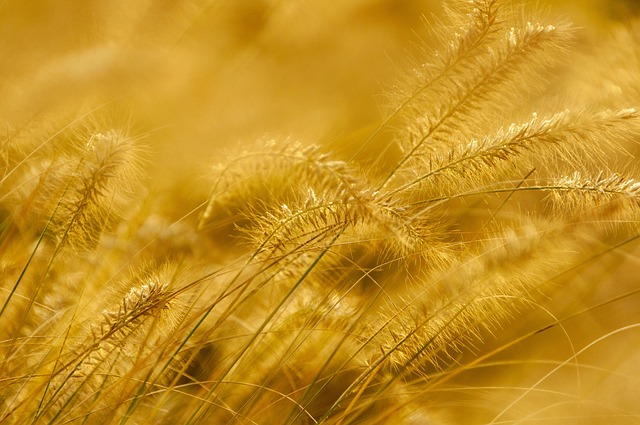 Free Stalks Panicle photo and picture