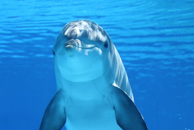 Free Dolphin Animal photo and picture